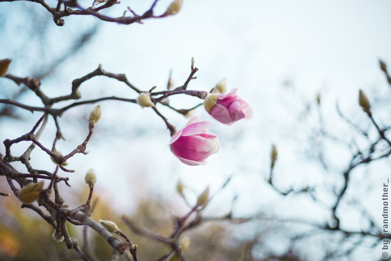 Обложка Большая фотокнига