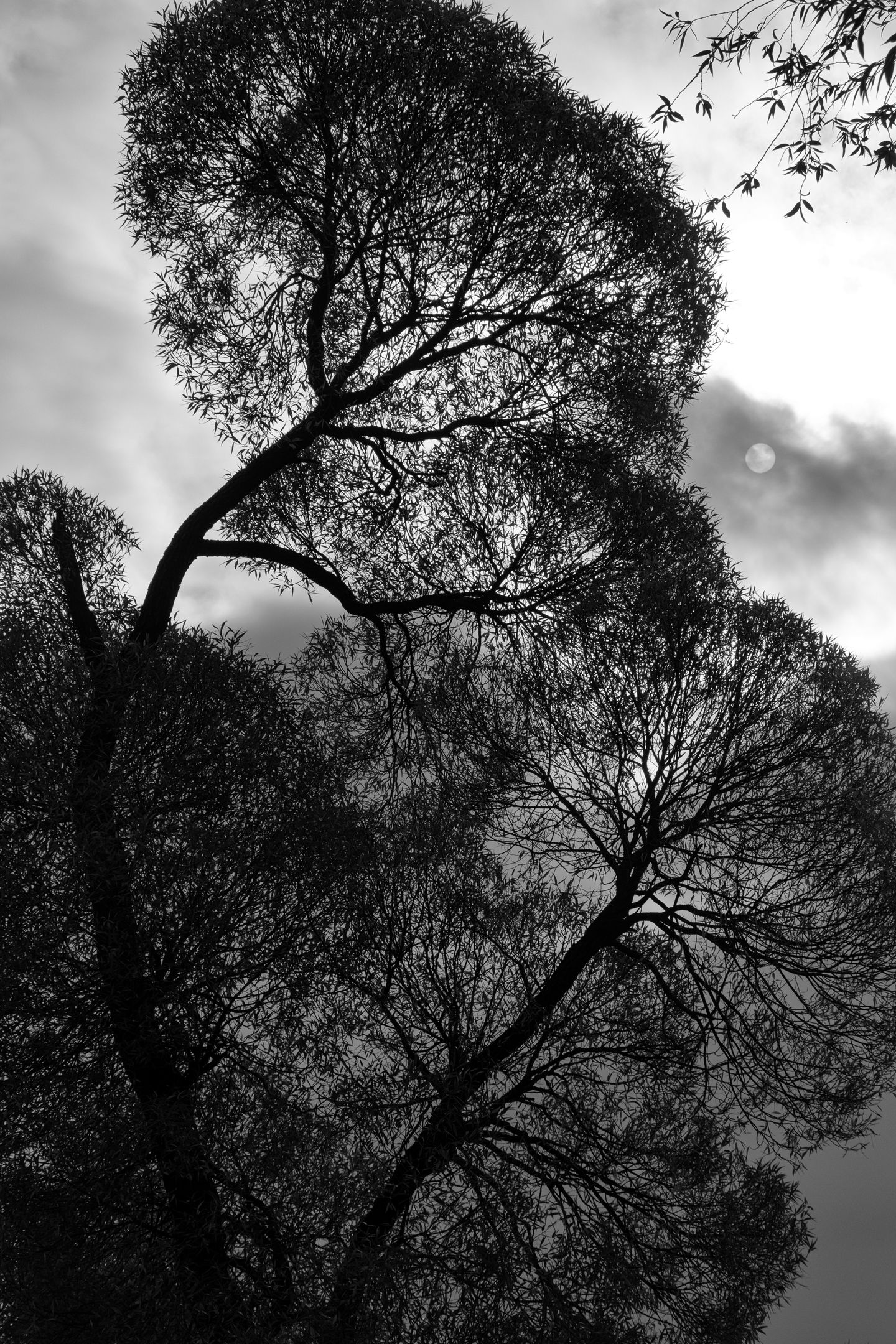 Monochrome forest