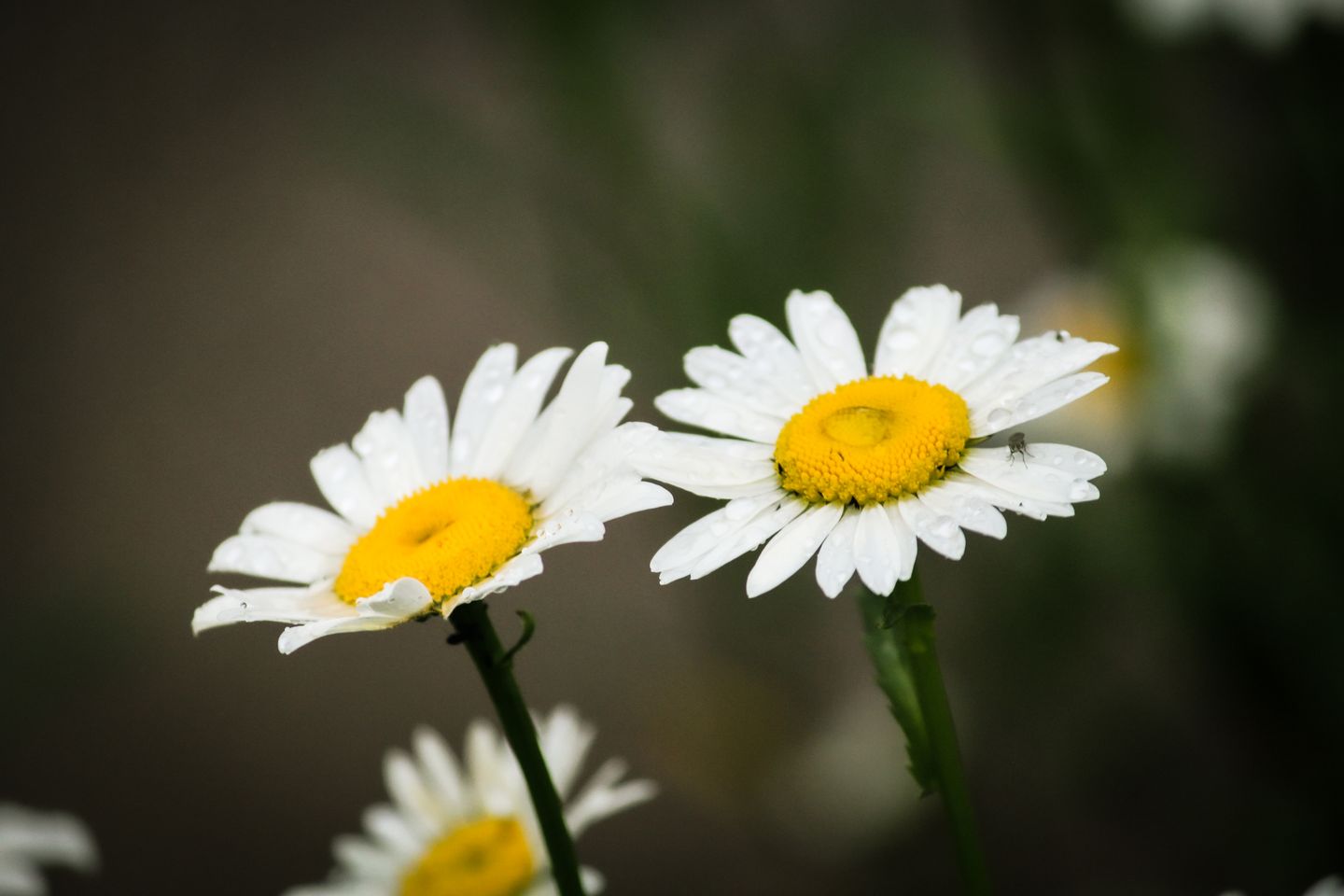 природа