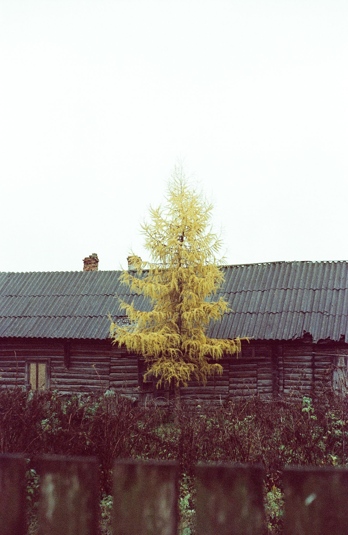 Себеж. Осень 23-его, KodakVision250
