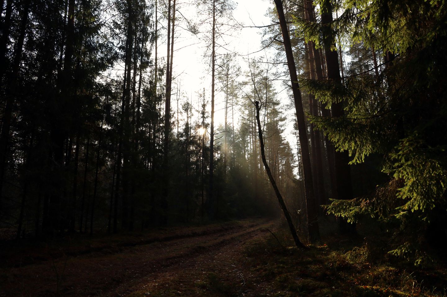Dzen Forest