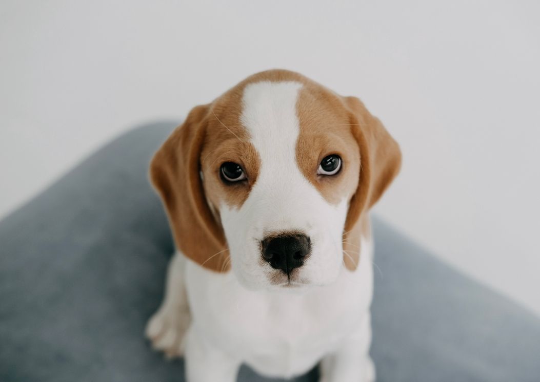 Harvey