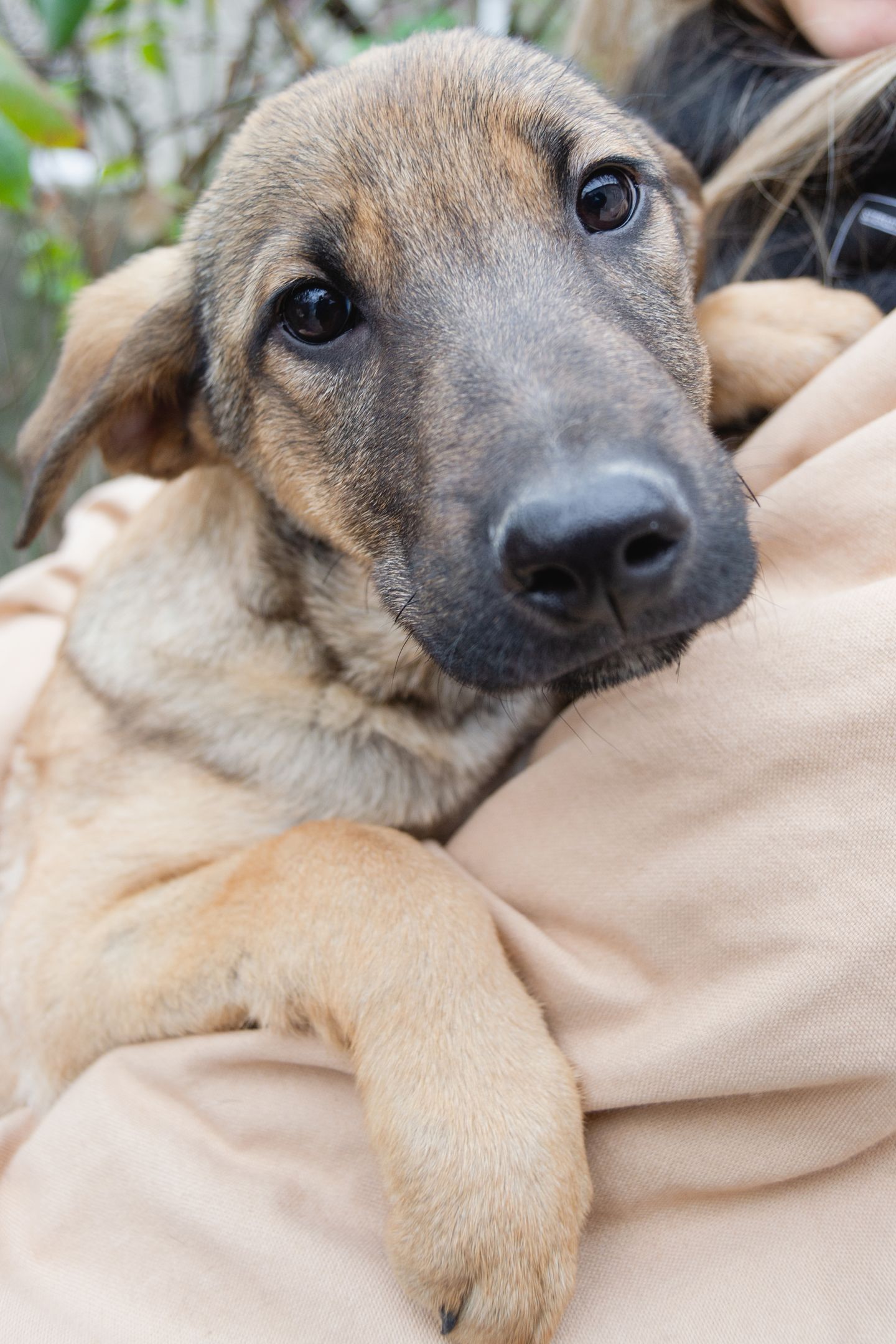 DOGSHOOT