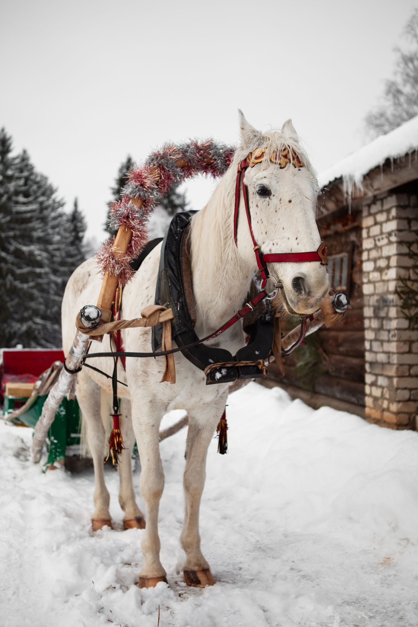 Gray Horse