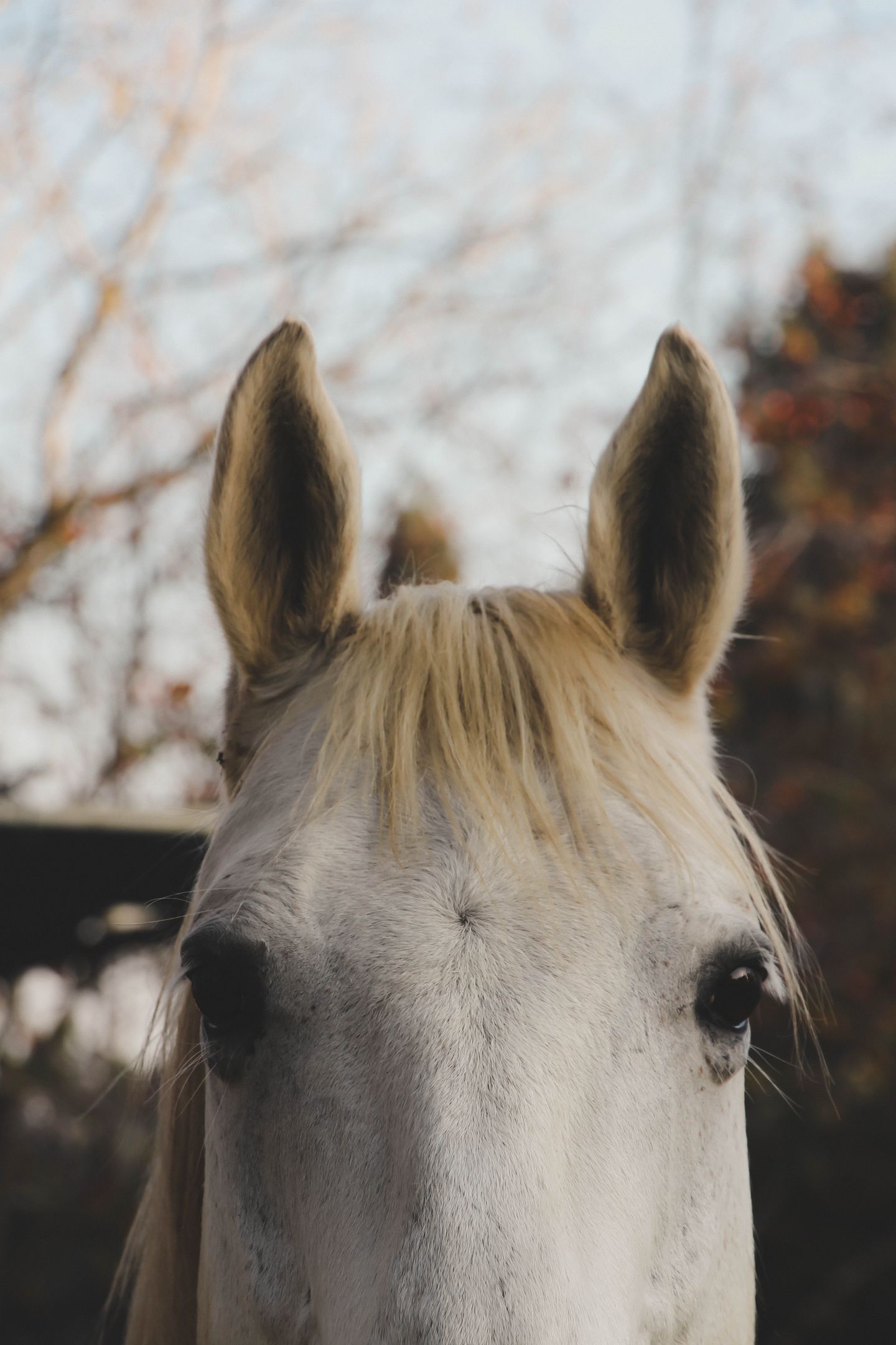 horses