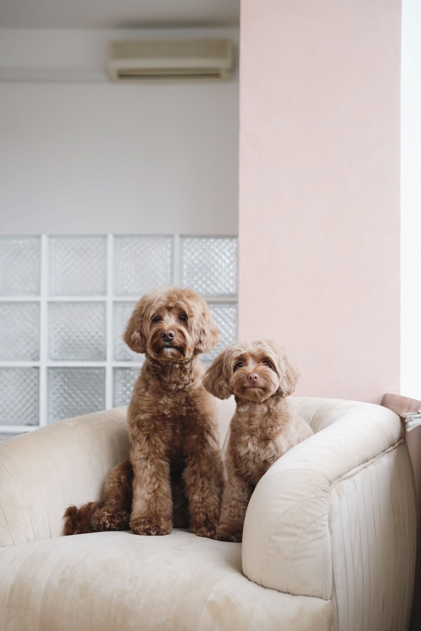 Doodles photo