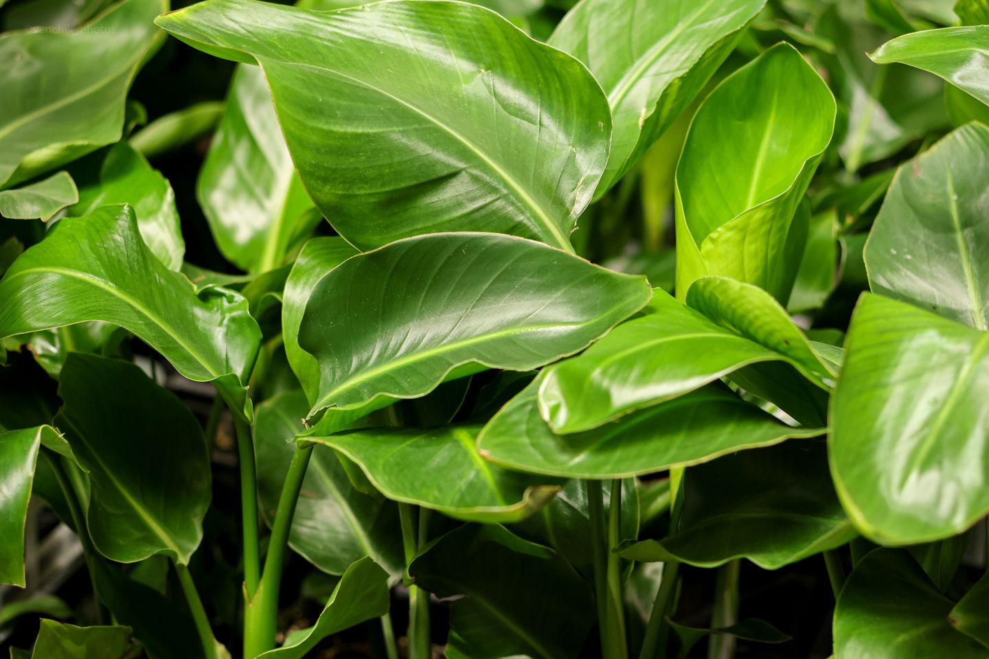 Green Market