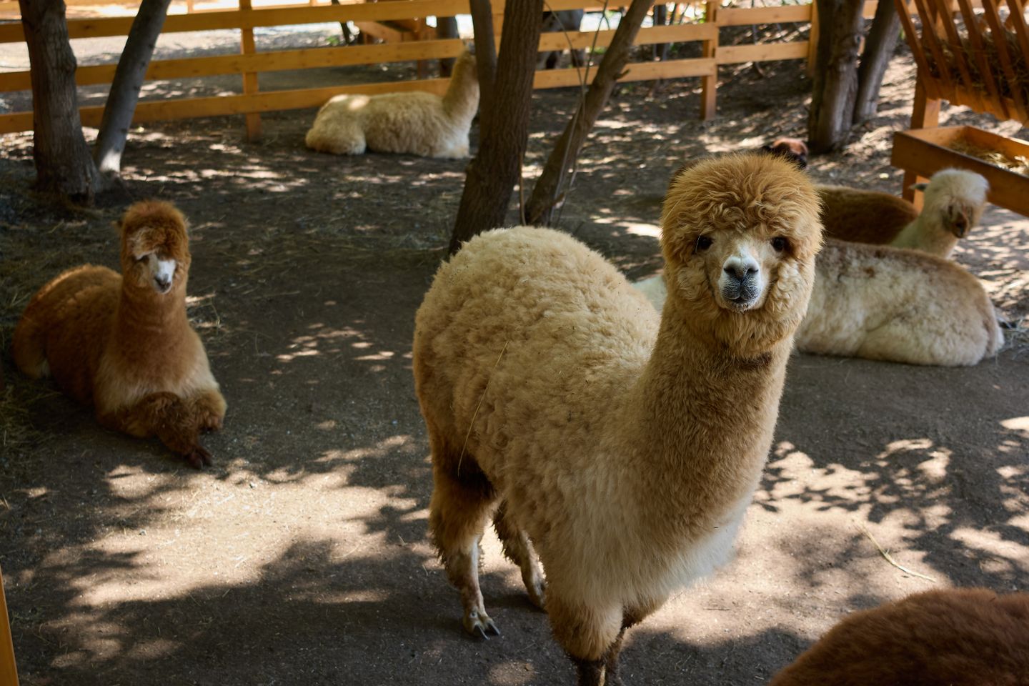 Alpacas and frineds