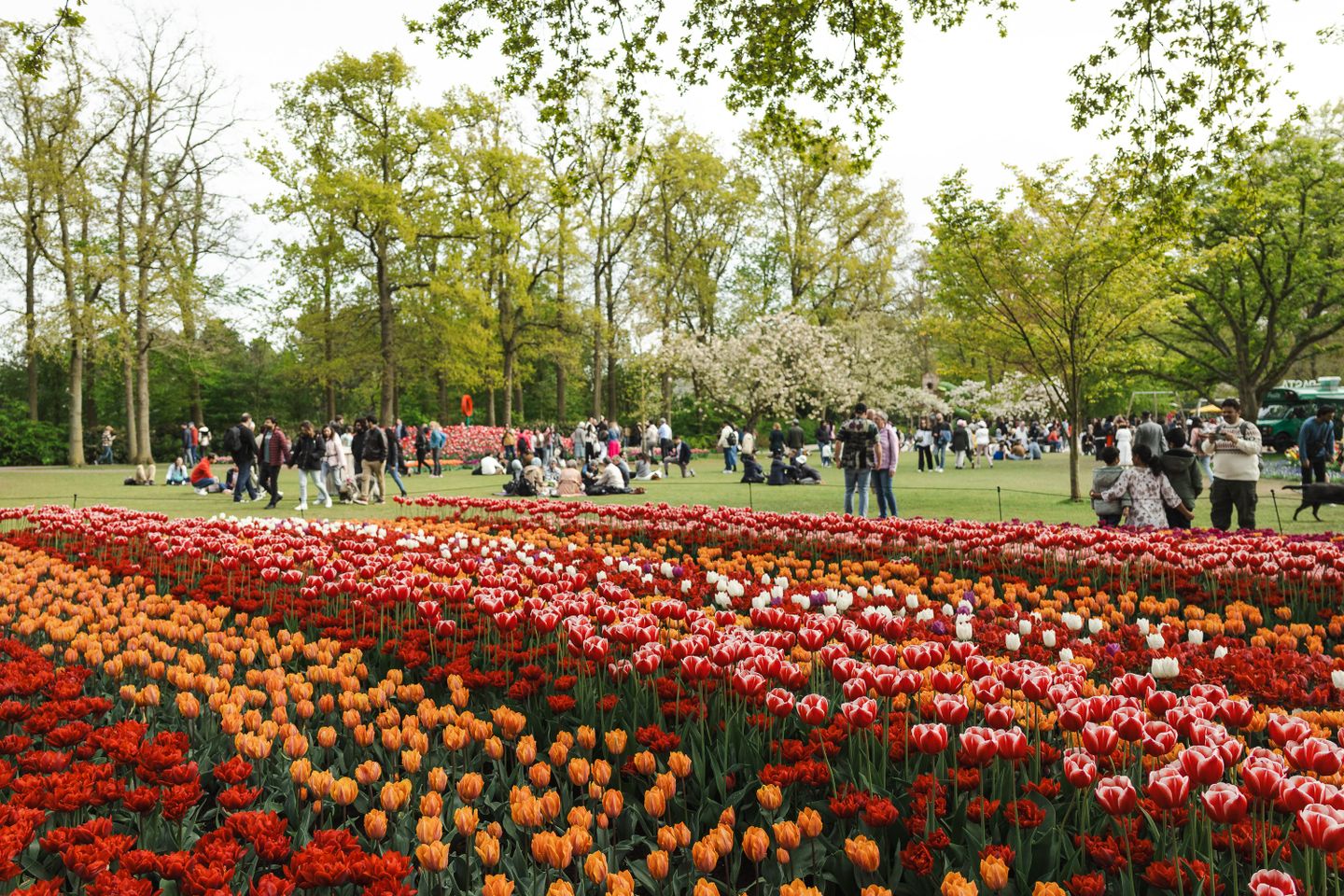 Travel Belgium-Netherlands - 2025
