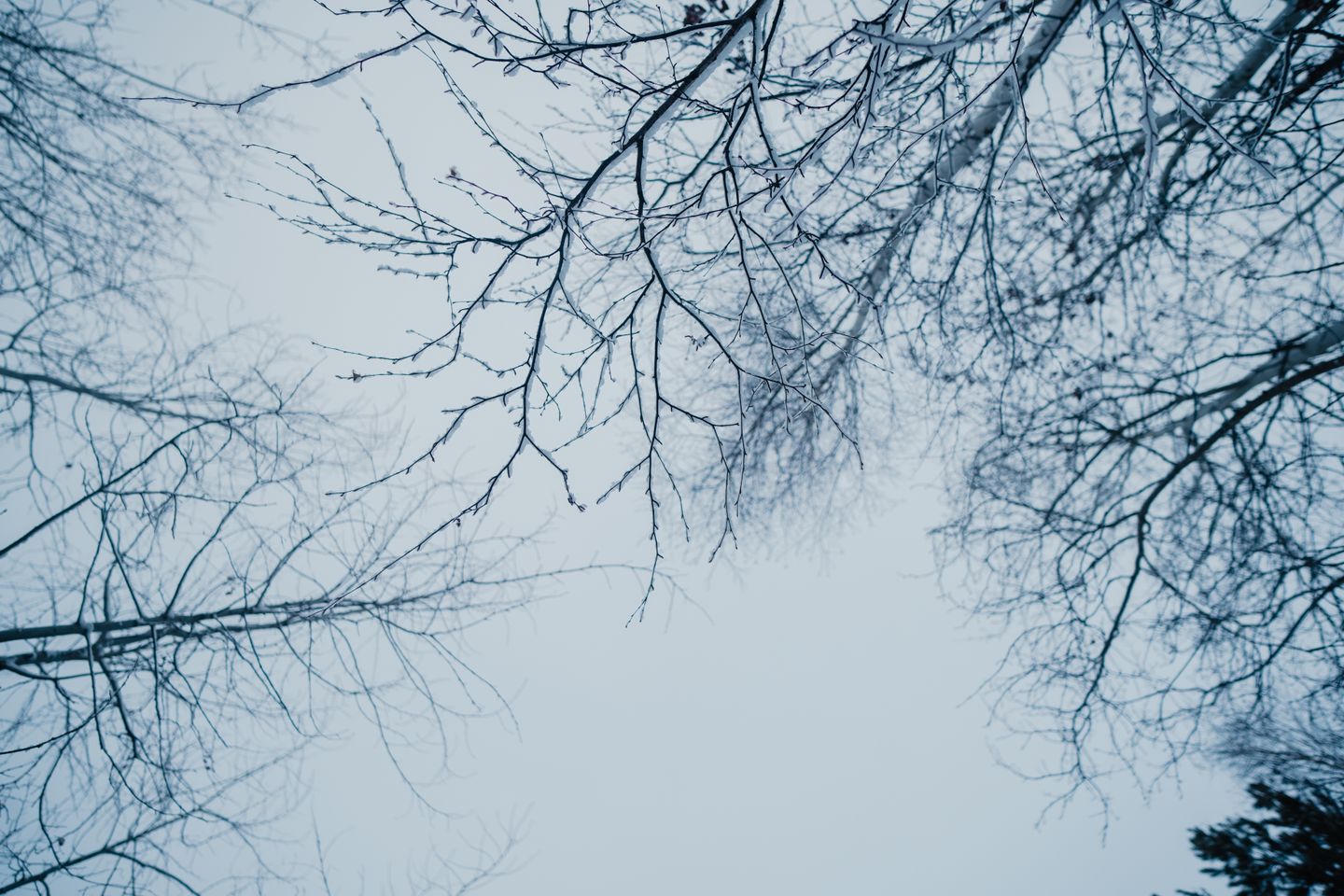 Лес